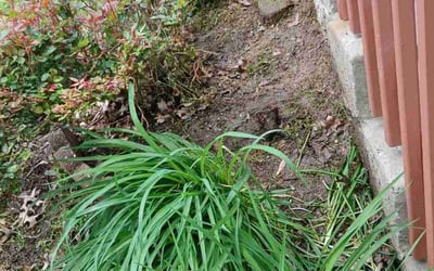 Photo of Ashley B.'s yard after getting landscaping in Saint Ann, MO