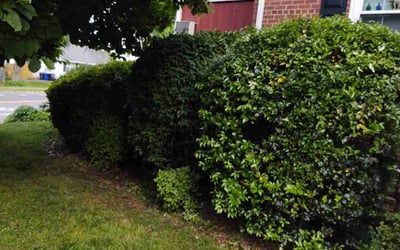 Photo of Richard G.'s yard after getting landscaping in Aquasco, MD