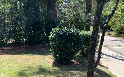 Photo of Michael H.'s yard after getting tree care in Monticello, FL