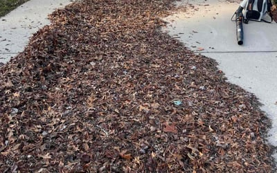 Photo of Donald B.'s yard after getting landscaping in Gaston, SC