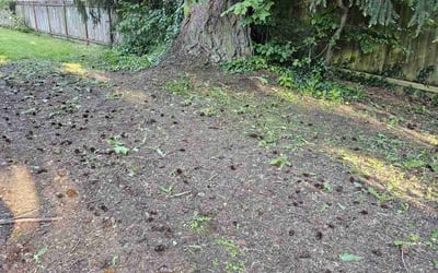 Photo of Tom B.'s yard after getting landscaping in Bonney Lake, WA