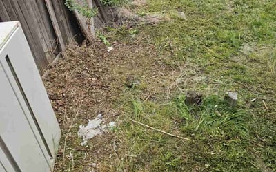 Photo of Dianne M.'s yard after getting landscaping in Agate, CO