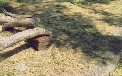 Photo of Jessica H.'s yard after getting landscaping in Santa Rosa, CA