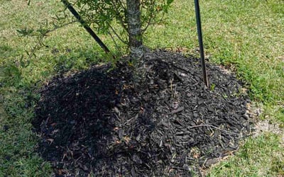 Photo of Austin C.'s yard after getting landscaping in Fulshear, TX