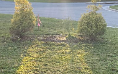 Photo of Chris E.'s yard after getting landscaping in Dewitt, VA