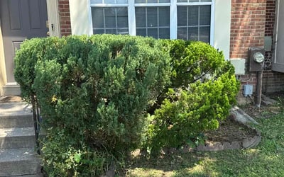 Photo of Cynthia R.'s yard after getting landscaping in Laurel, MD