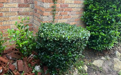 Photo of Linda R.'s yard after getting landscaping in Splendora, TX