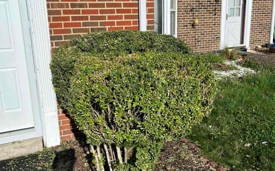 Photo of Cal G.'s yard after getting landscaping in Waterford, VA