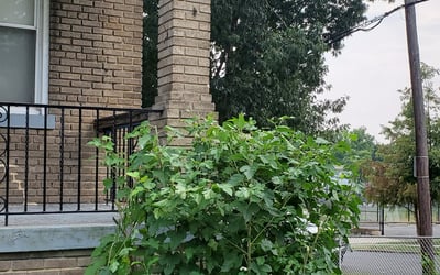 Photo of Patricia M.'s yard after getting lawn care in Fredericksburg, VA