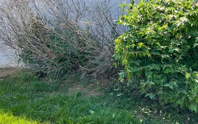 Photo of Trey M.'s yard after getting tree care in Excelsior Springs, MO