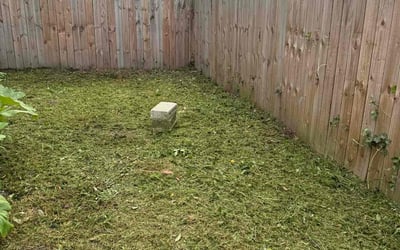 Photo of Kaleb c.'s yard after getting tree care in Corolla, NC