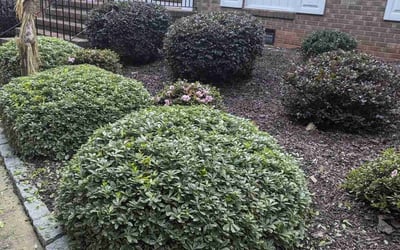 Photo of April M.'s yard after getting landscaping in Pine Level, NC