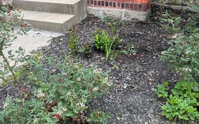 Photo of Maureen M.'s yard after getting landscaping in Kansas City, MO