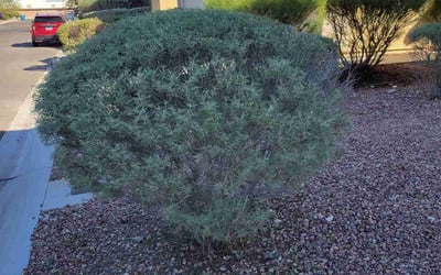 Photo of Jackie W.'s yard after getting landscaping in Boulder City, NV