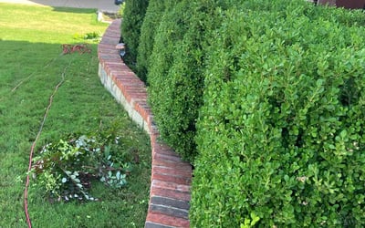 Photo of Andrea R.'s yard after getting landscaping in Mansfield, TX