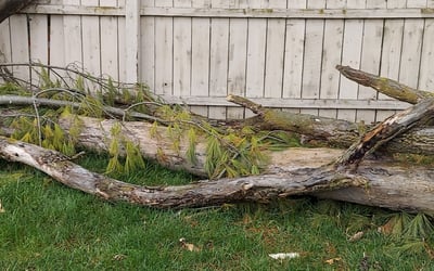 Photo of Beth S.'s yard after getting landscaping in Commercial Point, OH