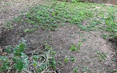 Photo of Erin S.'s yard after getting landscaping in Smithville, TX