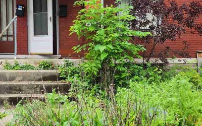 Photo of Mark A.'s yard after getting landscaping in Goshen, OH