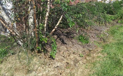 Photo of Cindy A.'s yard after getting landscaping in Raymond, OH