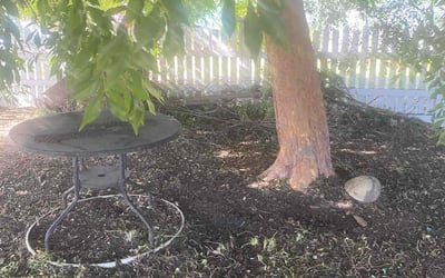 Photo of Ophelia R.'s yard after getting lawn care in Fremont, CA