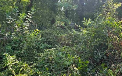 Photo of Mike D.'s yard after getting lawn care in Gainesville, VA