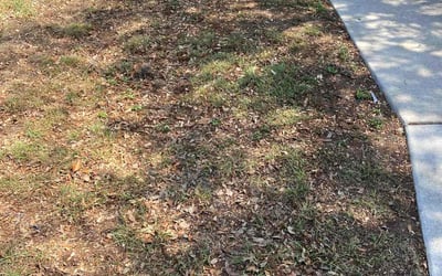 Photo of Wendy F.'s yard after getting landscaping in Kendalia, TX