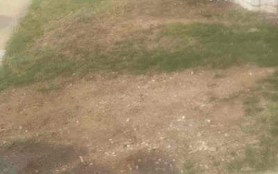 Photo of Jason C.'s yard after getting landscaping in Valley Center, CA