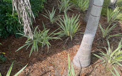 Photo of Jonathan P.'s yard after getting landscaping in Hobe Sound, FL