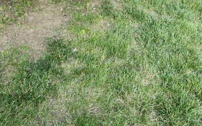 Photo of Joyce M.'s yard after getting landscaping in Saint Charles, MO