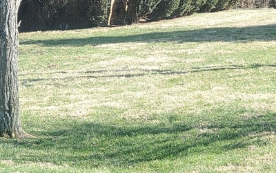 Photo of Maria B.'s yard after getting landscaping in Alexandria, KY