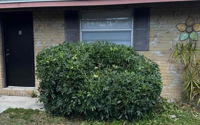 Photo of Andrew C.'s yard after getting tree care in Lacoochee, FL