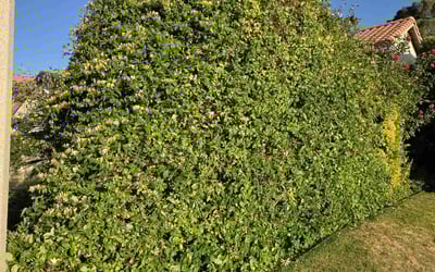 Photo of Dale H.'s yard after getting landscaping in Palmdale, CA