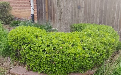 Photo of John B.'s yard after getting landscaping in Aquasco, MD
