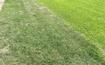 Photo of Alex W.'s yard after getting tree care in Tulsa, OK