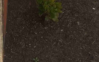 Photo of ALge M.'s yard after getting landscaping in Delano, CA