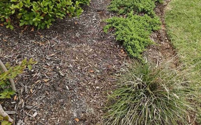 Photo of Lisa K.'s yard after getting landscaping in Prosper, TX