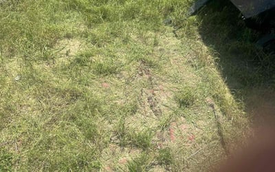 Photo of Brian P.'s yard after getting landscaping in Monument, CO