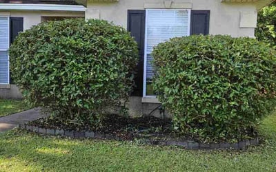 Photo of Ryan M.'s yard after getting landscaping in Pooler, GA