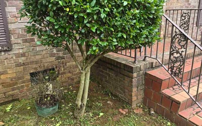 Photo of William D.'s yard after getting landscaping in Decatur, GA