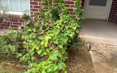 Photo of Pam B.'s yard after getting tree care in Oklahoma City, OK