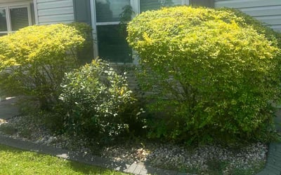 Photo of Patrick P.'s yard after getting landscaping in Myrtle Beach, SC