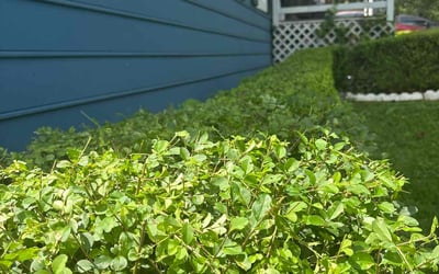 Photo of Charles W.'s yard after getting tree care in Stockbridge, GA