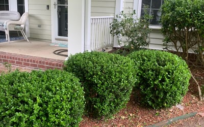Photo of Sharon H.'s yard after getting tree care in Hanahan, SC