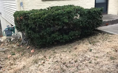 Photo of Marie H.'s yard after getting landscaping in Riverside, MO