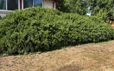Photo of Brittany S.'s yard after getting landscaping in Denver, CO