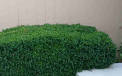 Photo of Margo S.'s yard after getting lawn care in Excelsior Springs, MO