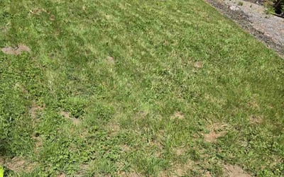 Photo of Tina P.'s yard after getting landscaping in Oregon City, OR