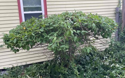 Photo of Michelle S.'s yard after getting landscaping in Tolland, CT