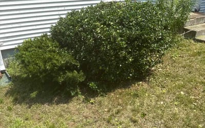 Photo of Julie H.'s yard after getting landscaping in Bedford, MA
