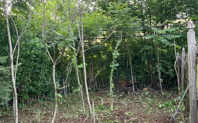 Photo of Jennifer K.'s yard after getting landscaping in Middletown, PA